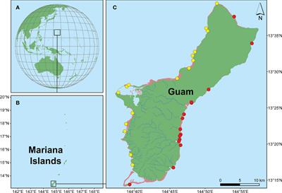 Small tropical islands as hotspots of crustose calcifying red algal diversity and endemism